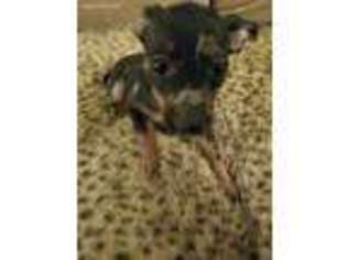 Miniature Pinscher Puppy for sale in Wallingford, CT, USA