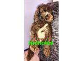 Mutt Puppy for sale in Farmington, AR, USA