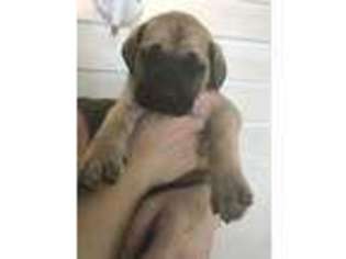 Mastiff Puppy for sale in Lebanon, VA, USA