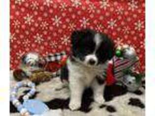 Miniature Australian Shepherd Puppy for sale in Price, UT, USA