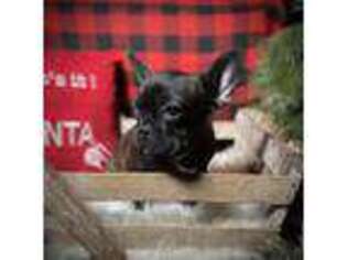 French Bulldog Puppy for sale in Grassy, MO, USA