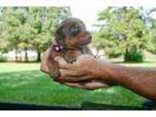 Doberman Pinscher Puppy for sale in Huntersville, NC, USA
