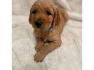 Goldendoodle Puppy for sale in Manteca, CA, USA
