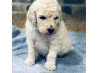 Mutt Puppy for sale in Gallatin, TN, USA