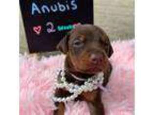 Doberman Pinscher Puppy for sale in Xenia, OH, USA