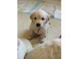 Golden Retriever Puppy for sale in Hacienda Heights, CA, USA