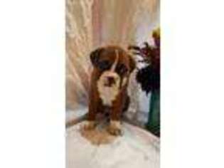 Boxer Puppy for sale in Warden, WA, USA
