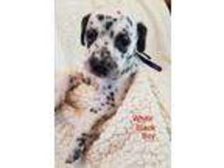 Dalmatian Puppy for sale in Yucca Valley, CA, USA
