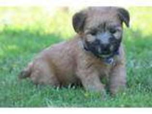 Soft Coated Wheaten Terrier Puppy for sale in Center Ridge, AR, USA