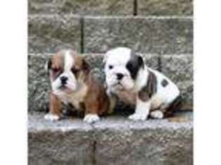 Bulldog Puppy for sale in Candia, NH, USA