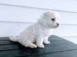 Maltese Puppy for sale in Farmville, VA, USA