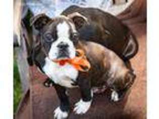 Boston Terrier Puppy for sale in Belmont, CA, USA