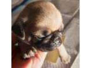 Pug Puppy for sale in Winsted, CT, USA