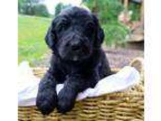 Goldendoodle Puppy for sale in Oakboro, NC, USA
