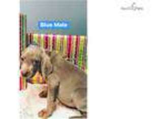 Weimaraner Puppy for sale in Knoxville, TN, USA