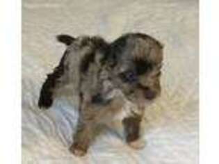 Mutt Puppy for sale in Albertville, AL, USA