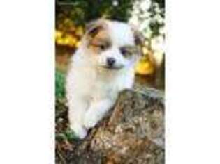 Pomeranian Puppy for sale in Nappanee, IN, USA
