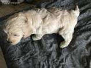 Labradoodle Puppy for sale in El Cajon, CA, USA