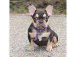 French Bulldog Puppy for sale in Albany, LA, USA