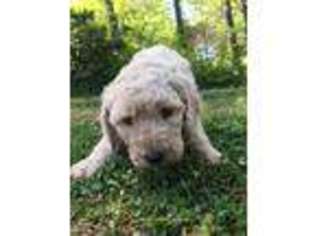 Goldendoodle Puppy for sale in West Union, SC, USA