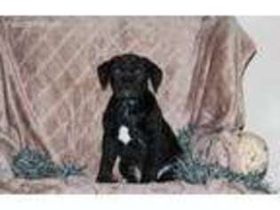 Boerboel Puppy for sale in Peach Bottom, PA, USA