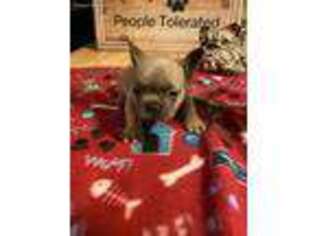 French Bulldog Puppy for sale in Muscle Shoals, AL, USA