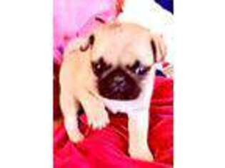 Pug Puppy for sale in Chattanooga, TN, USA