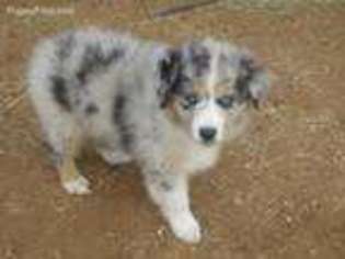 Australian Shepherd Puppy for sale in Dickens, TX, USA