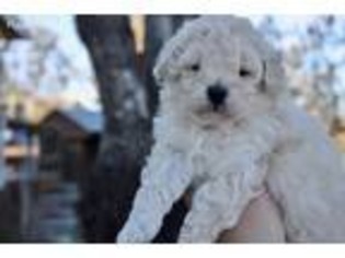 Mutt Puppy for sale in Clearlake, CA, USA