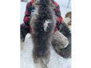 Alaskan Malamute Puppy for sale in International Falls, MN, USA