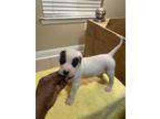 Dogo Argentino Puppy for sale in Baton Rouge, LA, USA