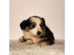 Miniature Australian Shepherd Puppy for sale in Pittstown, NJ, USA