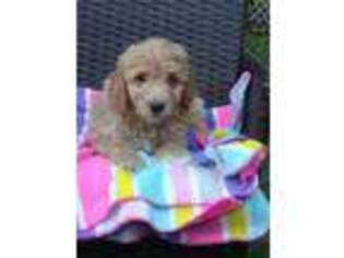 Goldendoodle Puppy for sale in Binghamton, NY, USA