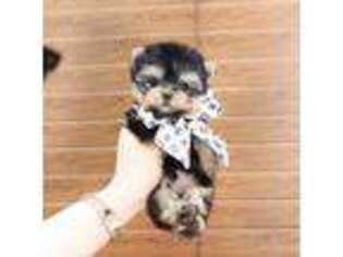 Yorkshire Terrier Puppy for sale in Middleburg, FL, USA