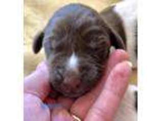 German Shorthaired Pointer Puppy for sale in Green Bay, WI, USA