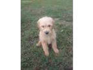 Goldendoodle Puppy for sale in Marshall, AR, USA