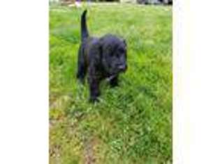 Portuguese Water Dog Puppy for sale in Portland, OR, USA