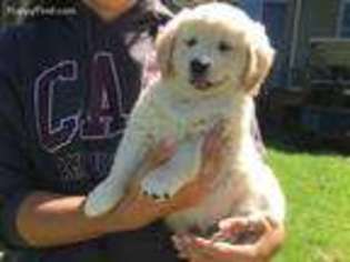 Golden Retriever Puppy for sale in Hebron, IN, USA