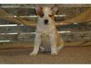 Australian Cattle Dog Puppy for sale in Rutledge, TN, USA