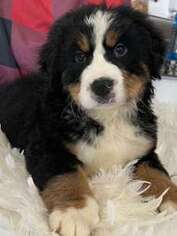 Bernese Mountain Dog Puppy for sale in Rancho Cucamonga, CA, USA