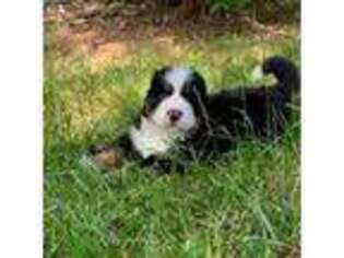 Bernese Mountain Dog Puppy for sale in Raleigh, NC, USA
