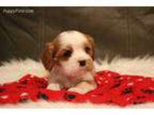 Cavalier King Charles Spaniel Puppy for sale in Kite, GA, USA