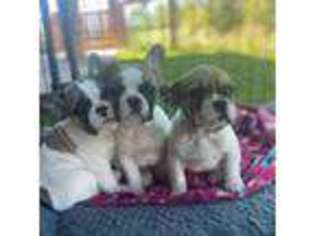 French Bulldog Puppy for sale in Silverthorne, CO, USA