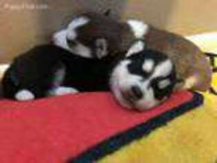 Siberian Husky Puppy for sale in Nokomis, FL, USA