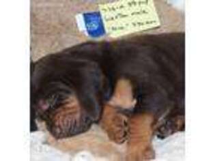 Bloodhound Puppy for sale in Camden, SC, USA