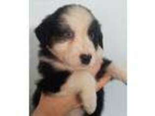 Miniature Australian Shepherd Puppy for sale in Bloomington, IL, USA