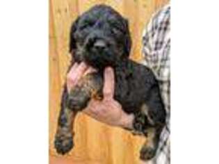 Labradoodle Puppy for sale in Amboy, WA, USA