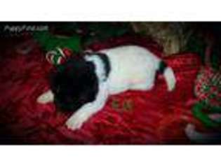 Akita Puppy for sale in Grants Pass, OR, USA