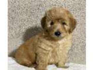Goldendoodle Puppy for sale in Buckhead, GA, USA