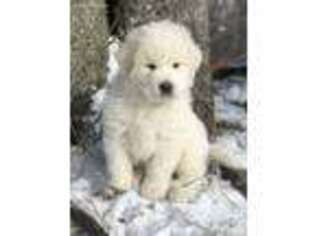 Great Pyrenees Puppy for sale in Brasher Falls, NY, USA